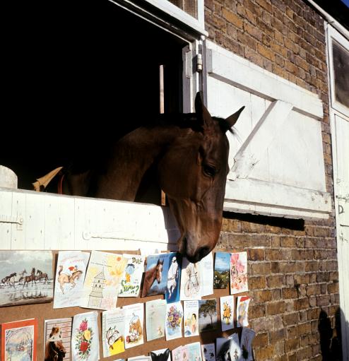 Horse Racing - Arkle